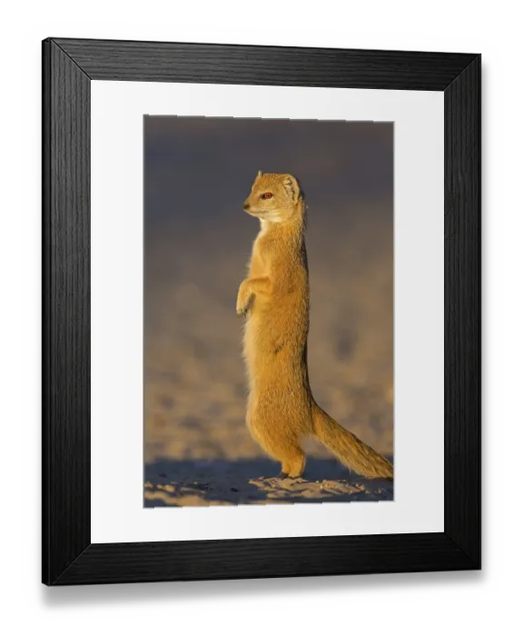 Framed Print : Fox Mongoose, Yellow Mongoose, Cynictis penicillata Framed Print : Fox Mongoose, Yellow Mongoose, Cynictis penicillata