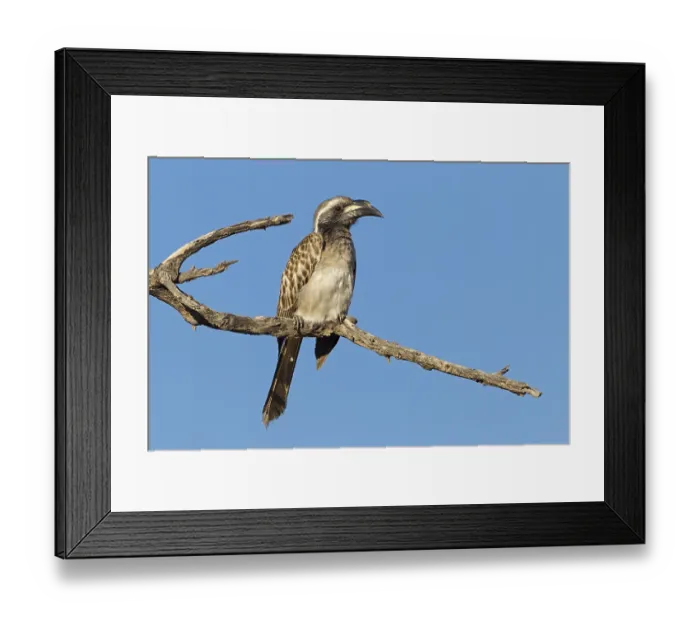 Framed Print : Grey Hornbill, African Grey Hornbill
