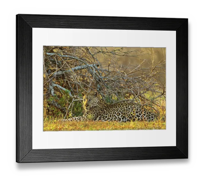 Framed Print : Leopard, Panthera pardus, leopardo Framed Print : Leopard, Panthera pardus, leopardo