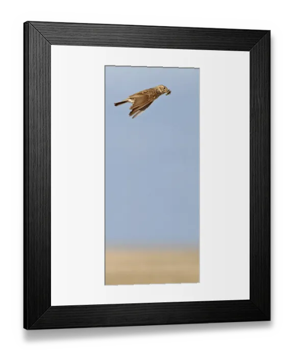 Framed Print : Lesser Short-toed Lark, Calandrella rufescens Framed Print : Lesser Short-toed Lark, Calandrella rufescens