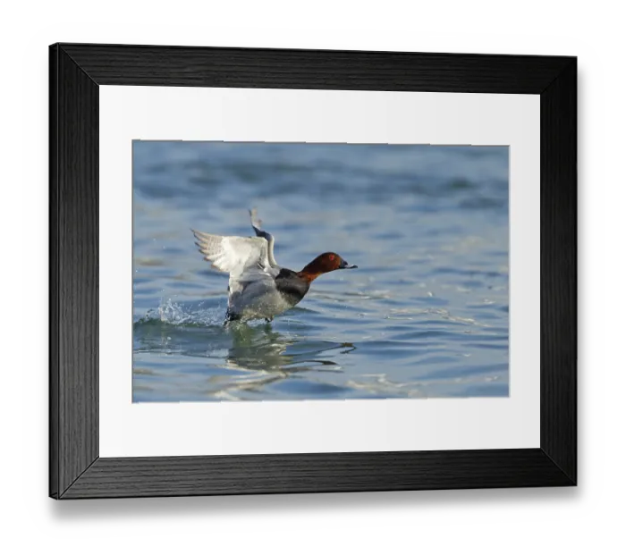 Framed Print : Common Pochard, Pochard, Aythya ferina