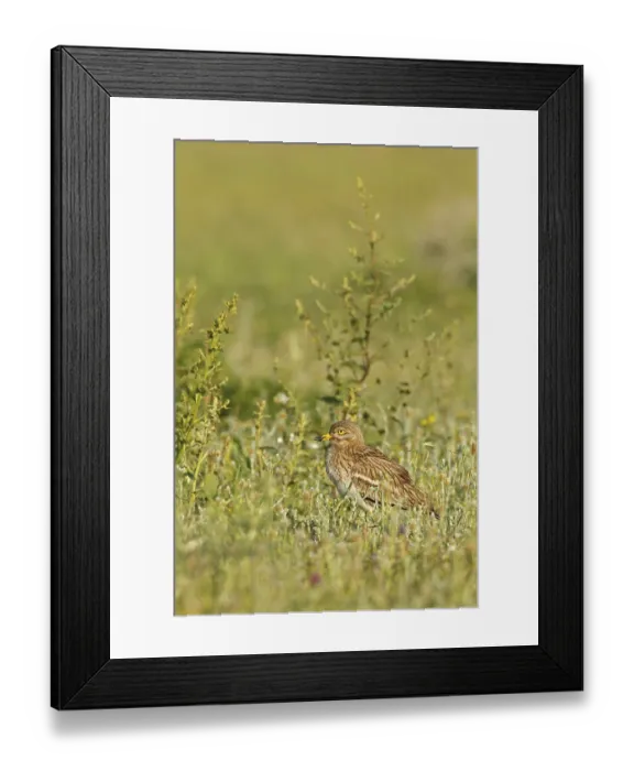 Framed Print : Triel, Stone Curlew, Stone-curlew