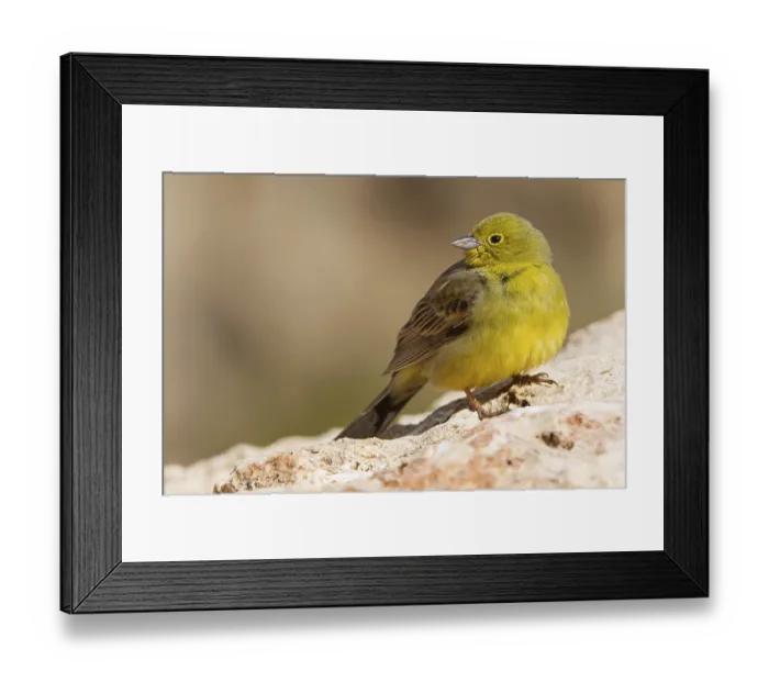 Framed Print : Turkey Bunting, Cinereous Bunting