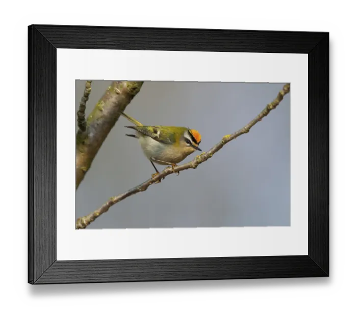 Framed Print : Firecrest, Regulus ignicapillus