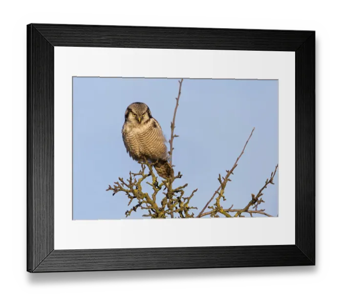 Framed Print : Barred Owl, Hawk Owl, Northern Hawk Owl Framed Print : Barred Owl, Hawk Owl, Northern Hawk Owl