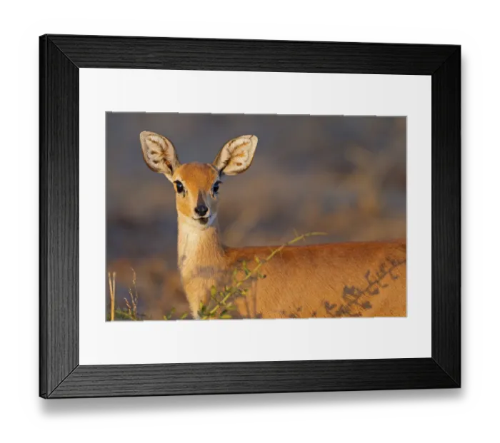 Framed Print : Steenbok, Raphicerus campestris