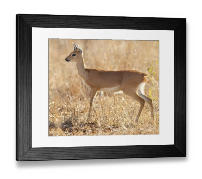 Framed Print : Steenbok, Raphicerus campestris Framed Print : Steenbok, Raphicerus campestris