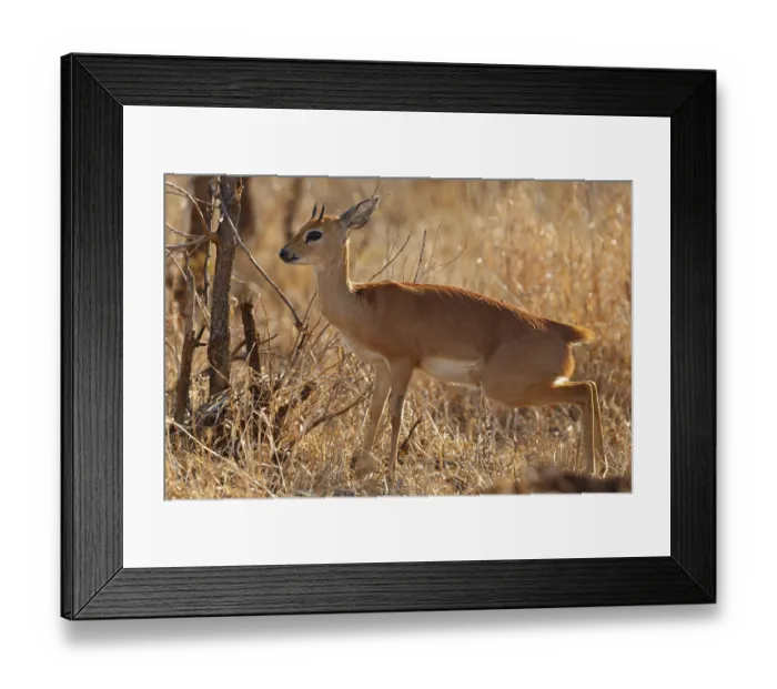 Framed Print : Steenbok, Raphicerus campestris Framed Print : Steenbok, Raphicerus campestris