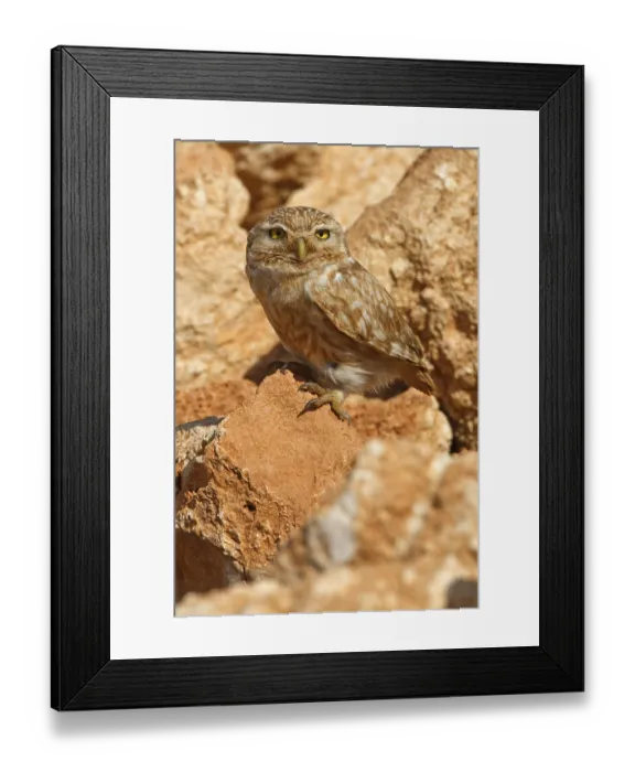 Framed Print : Little Owl, Athene noctua, Cheveche d'Athena