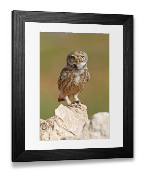 Framed Print : Little Owl, Athene noctua, Cheveche d'Athena