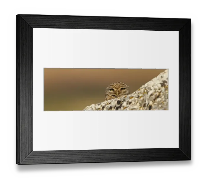 Framed Print : Little Owl, Athene noctua, Cheveche d'Athena