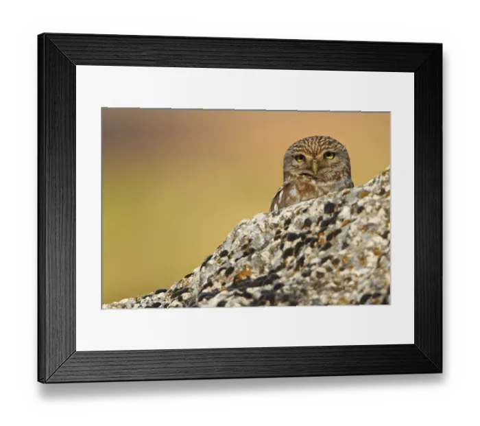 Framed Print : Little Owl, Athene noctua, Cheveche d'Athena Framed Print : Little Owl, Athene noctua, Cheveche d'Athena