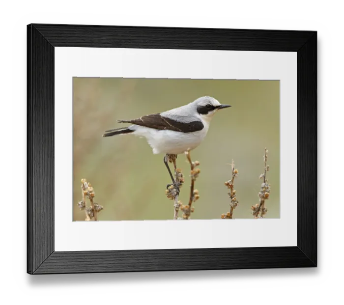 Framed Print : Wheatear, Northern Wheatear, Wheatear