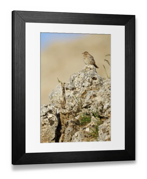 Framed Print : Rock Sparrow, Rock Sparrow, Streaked Rock Sparrow Framed Print : Rock Sparrow, Rock Sparrow, Streaked Rock Sparrow