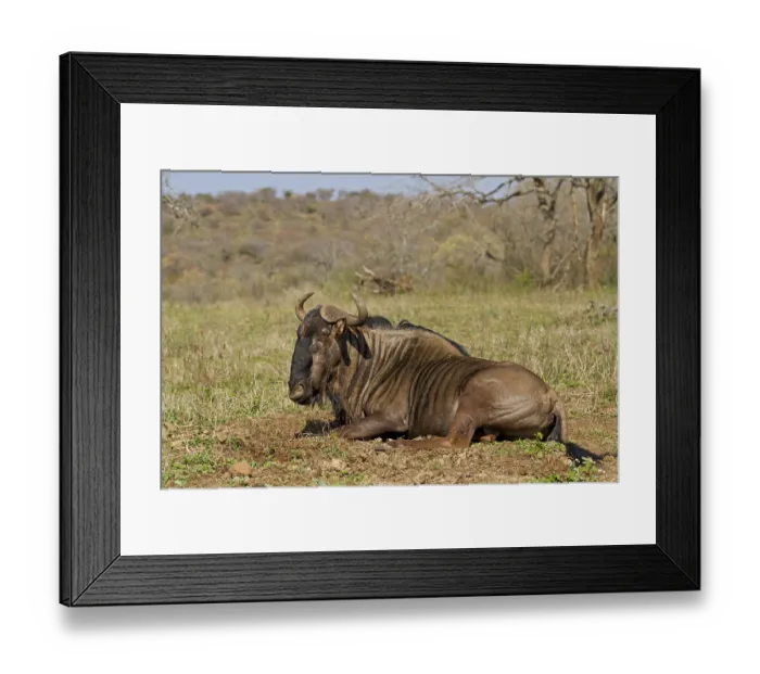 Framed Print : Blue Wildebeest, Connochaetes taurinus