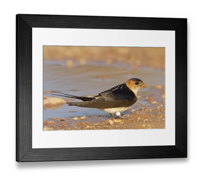 Framed Print : Red-rumped Swallow, Hirundo daurica Framed Print : Red-rumped Swallow, Hirundo daurica