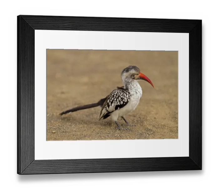 Framed Print : Red-billed Hornbill, Tockus erythrorhynchus Framed Print : Red-billed Hornbill, Tockus erythrorhynchus