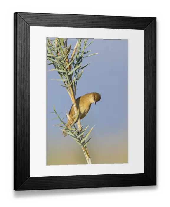 Framed Print : Stentor's Warbler, Acrocephalus stentoreus
