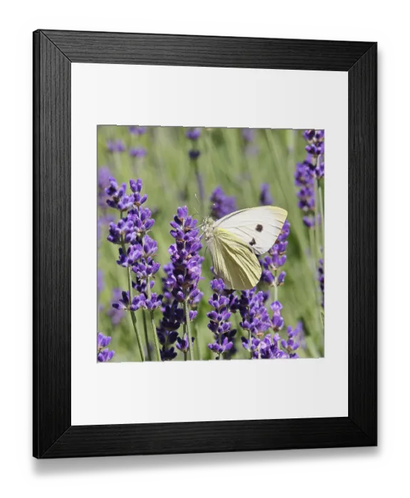Framed Print : A Cabbage butterfly (Pieris brassicae) sucking nectar on the flower of true lavender (Lavandula angustifolia) Framed Print : A Cabbage butterfly (Pieris brassicae) sucking nectar on the flower of true lavender (Lavandula angustifolia)
