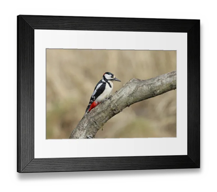 Framed Print : Great spotted woodpecker (Dendrocopos major) Framed Print : Great spotted woodpecker (Dendrocopos major)