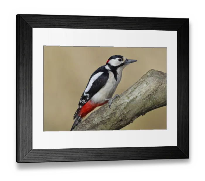 Framed Print : Great spotted woodpecker (Dendrocopos major) Framed Print : Great spotted woodpecker (Dendrocopos major)