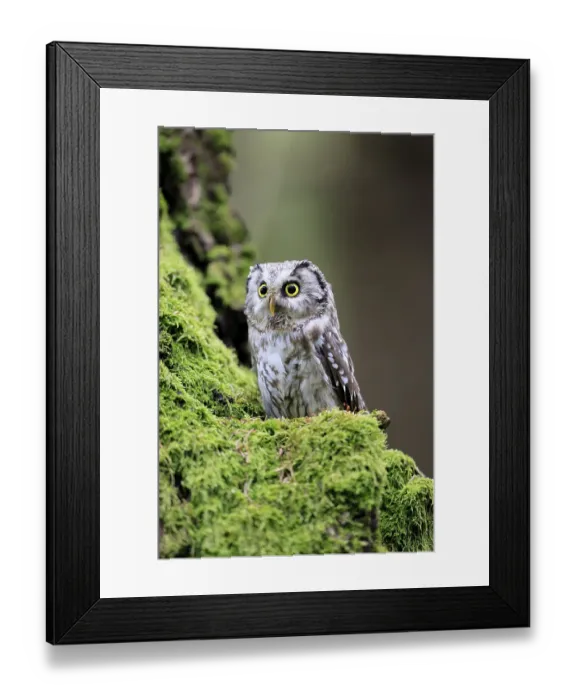 Framed Print : Great Horned Owl (Aegolius funereus)