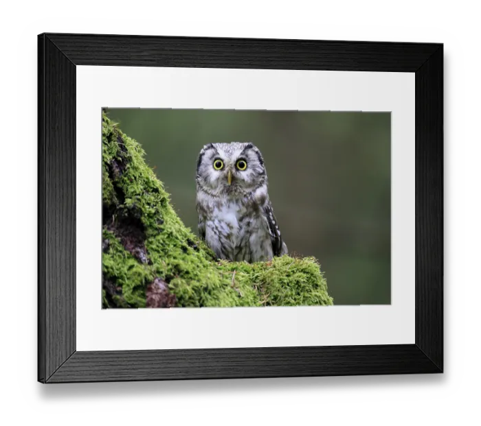 Framed Print : Great Horned Owl (Aegolius funereus) Framed Print : Great Horned Owl (Aegolius funereus)