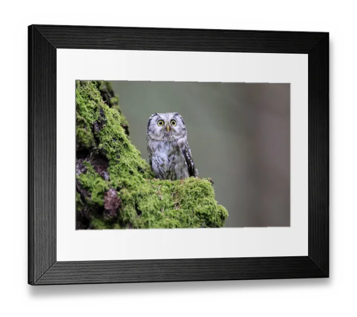 Framed Print : Great Horned Owl (Aegolius funereus) Framed Print : Great Horned Owl (Aegolius funereus)