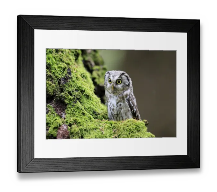 Framed Print : Great Horned Owl (Aegolius funereus) Framed Print : Great Horned Owl (Aegolius funereus)