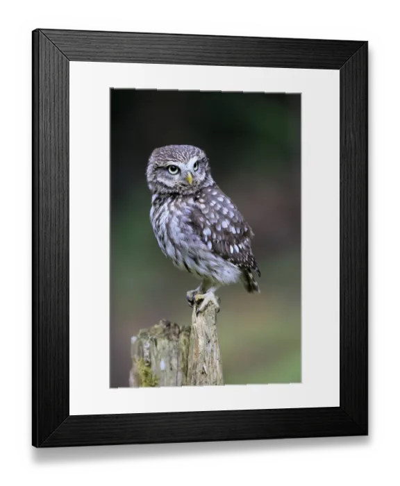 Framed Print : Pygmy Owl (Glaucidium passerinum)