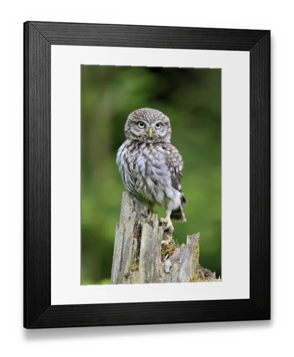 Framed Print : Pygmy Owl (Glaucidium passerinum)