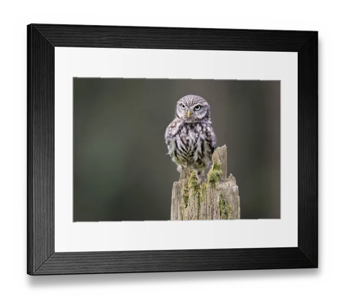 Framed Print : Pygmy Owl (Glaucidium passerinum)