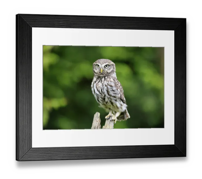 Framed Print : Pygmy Owl (Glaucidium passerinum)