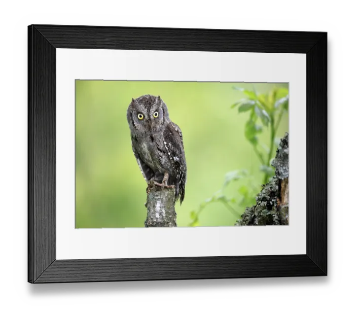 Framed Print : Scops owl (Otus scops), adult, perch