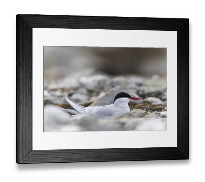 Framed Print : Arctic Arctic Tern (Sterna paradisaea) breeds in the gravel bed