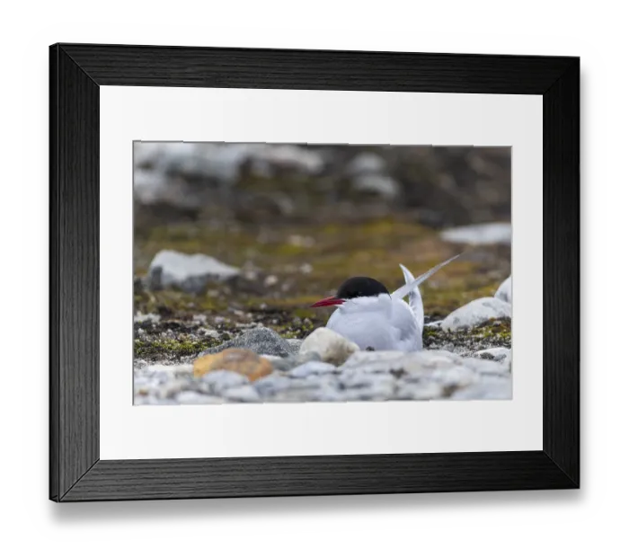 Framed Print : Arctic Arctic Tern (Sterna paradisaea) breeds in the gravel bed