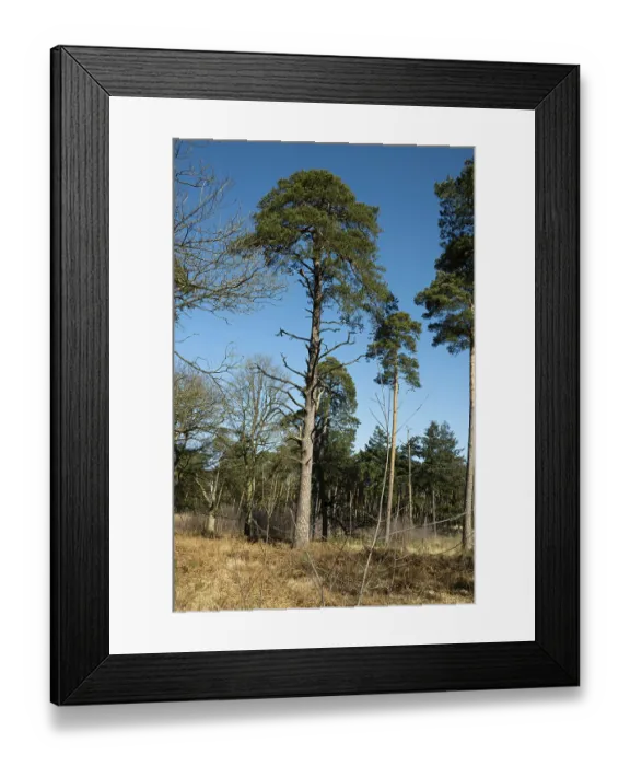 Framed Print : Scots pine (Pinus sylvestris), tree at the edge of a forest