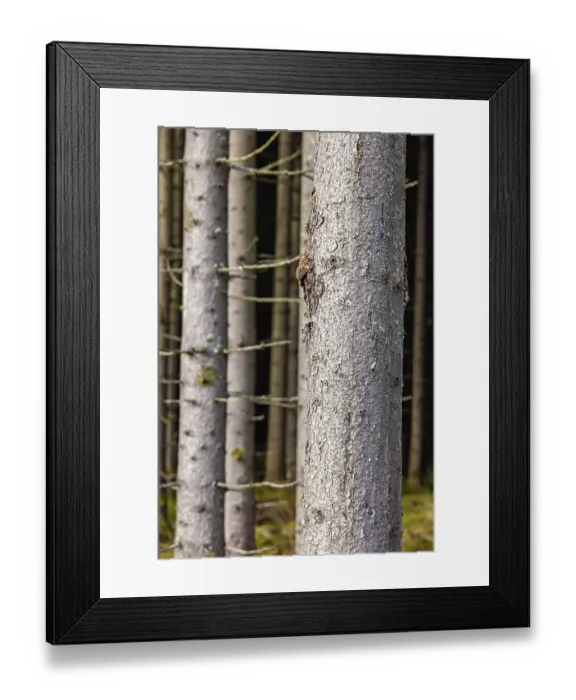 Framed Print : Close up at a spruce tree trunk in a coniferous forest