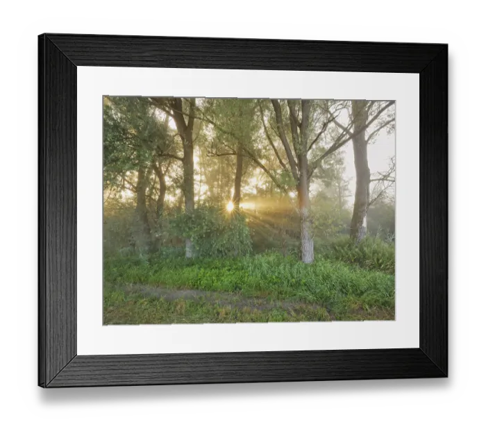 Framed Print : Morning atmosphere in the floodplain forest Framed Print : Morning atmosphere in the floodplain forest