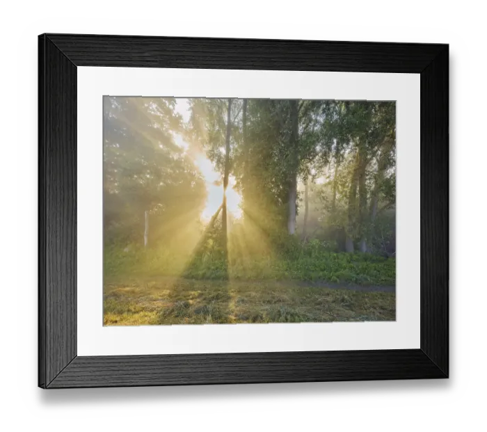 Framed Print : Morning atmosphere in the floodplain forest Framed Print : Morning atmosphere in the floodplain forest