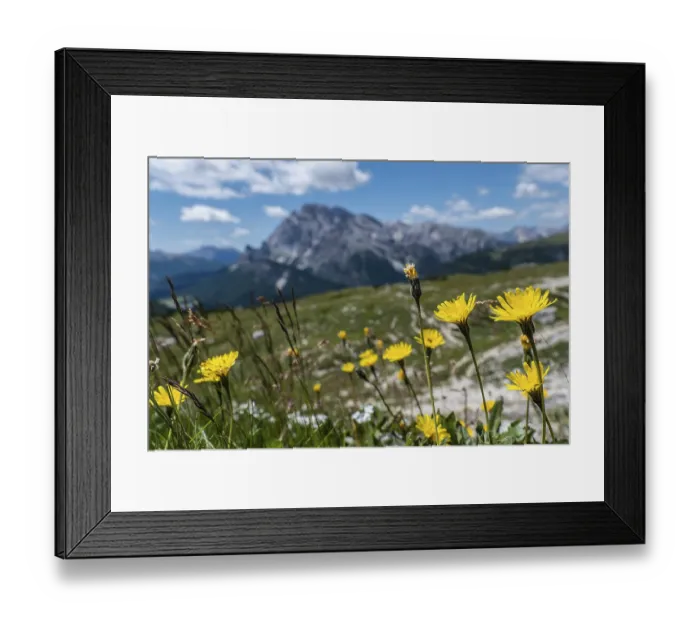 Framed Print : Yellow mountain flowers in front of a picturesque Dolomite panorama