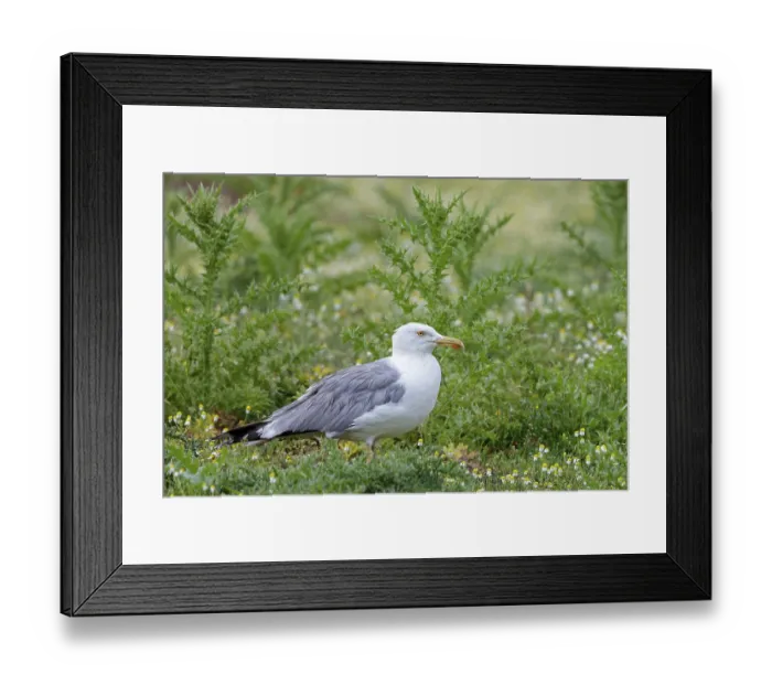Framed Print : Mediterranean Gull, Larus cachinnans michahellis