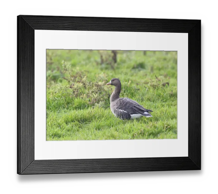 Framed Print : White-fronted goose (Anser albifrons)