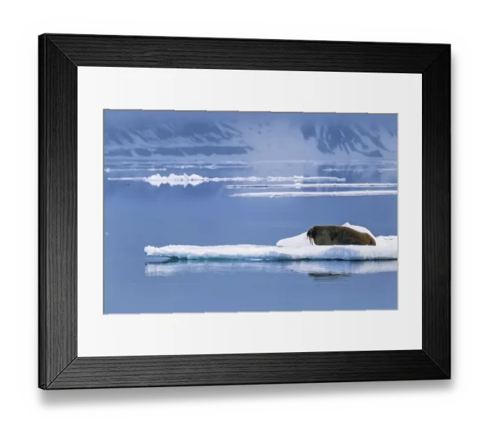 Framed Print : Walrus (Odobenus rosmarus) lying on an ice floe in arctic waters