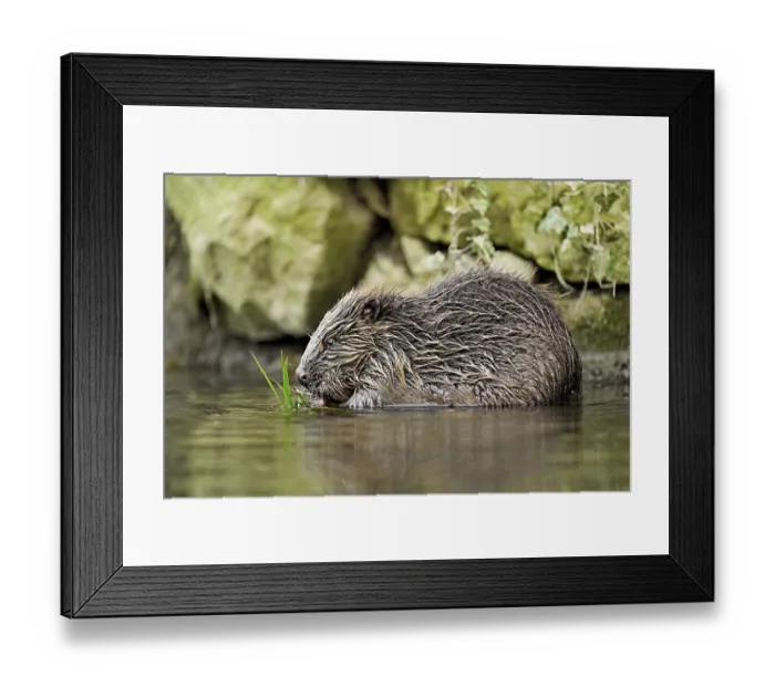 Framed Print : Eurasian beaver, European beaver (Castor fibre)