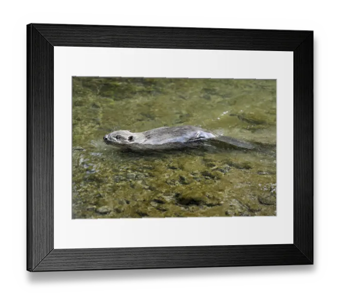 Framed Print : Eurasian beaver, European beaver (Castor fibre)