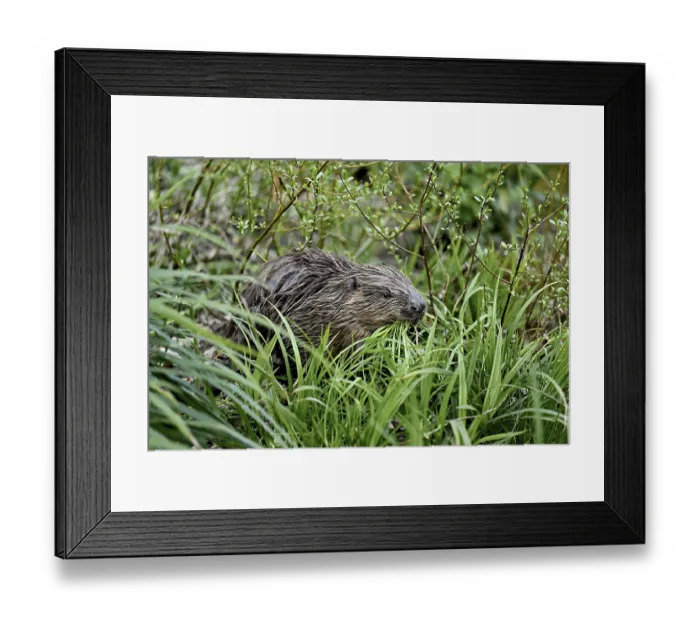 Framed Print : Eurasian beaver, European beaver (Castor fibre)