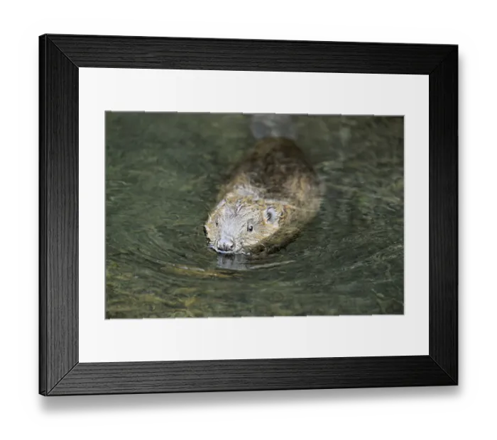 Framed Print : Eurasian beaver, European beaver (Castor fibre)