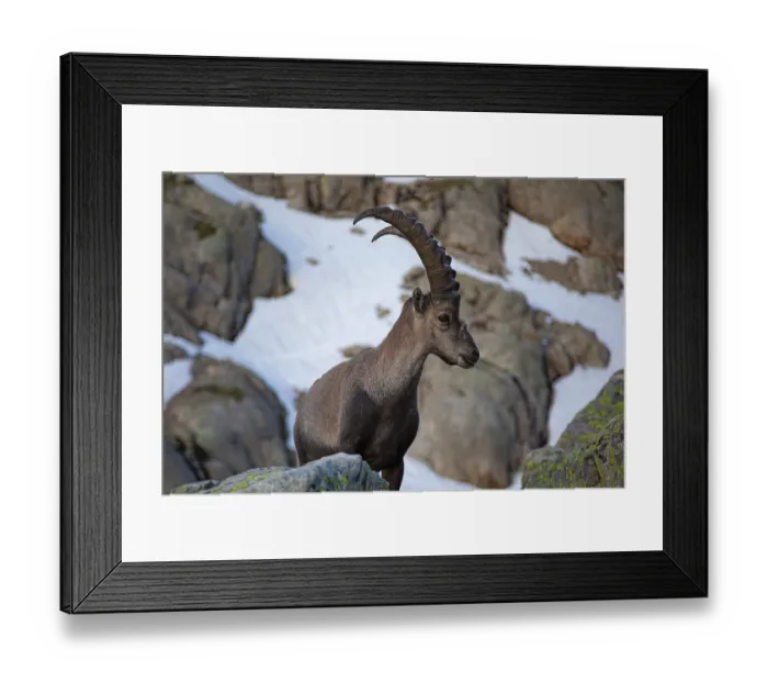 Framed Print : An ibex (Capra ibex) stands at attention on a snow-covered rocky terrain Framed Print : An ibex (Capra ibex) stands at attention on a snow-covered rocky terrain