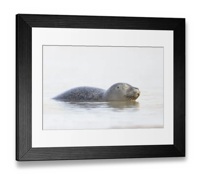 Framed Print : Common seal (Phoca vitulina) adult animal sleeping in the sea Framed Print : Common seal (Phoca vitulina) adult animal sleeping in the sea